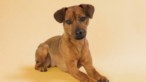 Patterdale Terrier Dog Breed Information | Purina